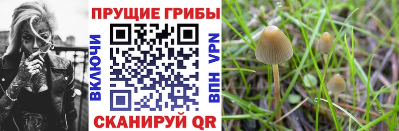 Галлюциногенные грибы Magic Shrooms  Купить где  Высоковск 
